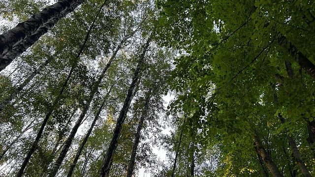 В лесах Краснодарского края снесли 27 незаконных объектов. Фото: телеканал «Краснодар»