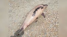 Прокуратура выяснит причину массовой гибели дельфинов на берегу Черного моря