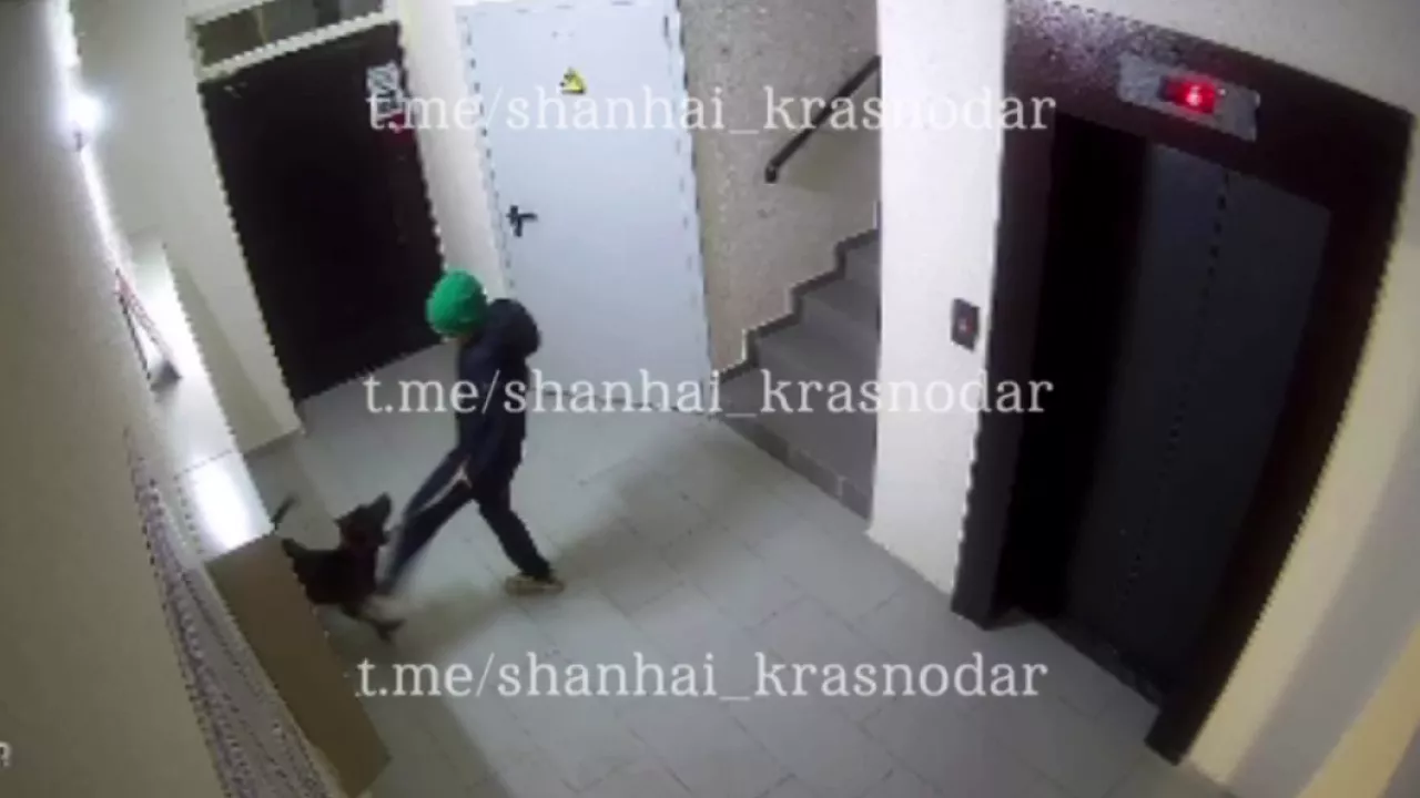 Полиция Краснодара проверяет видео, где мальчик избивает пса